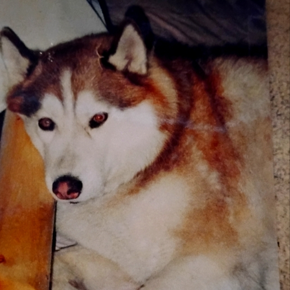 Pumpkin Dog 2005